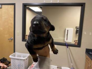 Doberman Pinscher and Mixed Breed Dogs Available for Adoption in Modesto, California - A608867 | PetCurious