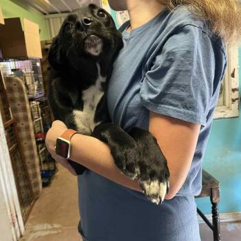 Rescue Labrador Retriever Dogs for Adoption in Stephenville, Texas - Niro | PetCurious