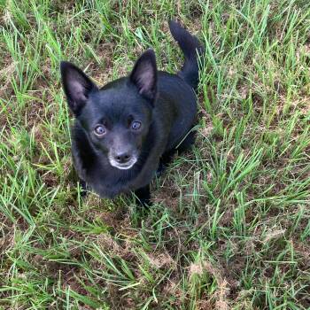 Bailey -  Schipperke Dog for Adoption in Douglas, Georgia - Bailey | PetCurious