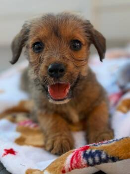 Norfolk Terrier Dogs Available for Adoption in Calera, Alabama - Woody | PetCurious