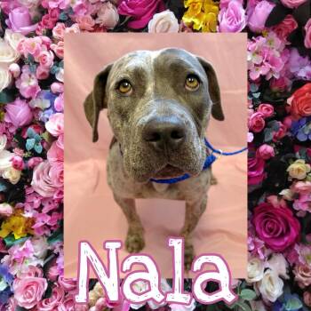 Nala -  Pit Bull Terrier and Pointer Dog for Adoption in Royse City, Texas - Nala | PetCurious