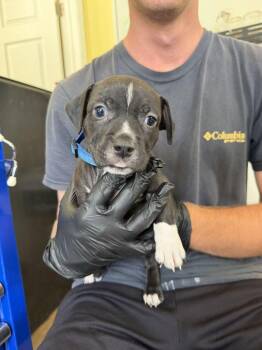 Monterey - Mozzarella -  American Bulldog Dog for Adoption in Lakeland, Florida - Monterey - Mozzarella | PetCurious