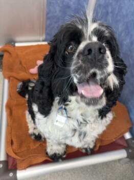 OREO -  Cocker Spaniel Dog for Adoption in Loveland, Colorado - OREO | PetCurious