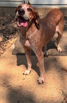 Rescue Coonhound Dogs for Adoption in Evansville, Indiana - Holly | PetCurious