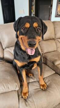 Rottweiler Dogs Available for Adoption - Hayden | PetCurious