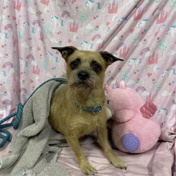 A613630 -  Chihuahua Dog for Adoption in Modesto, California - A613630 | PetCurious