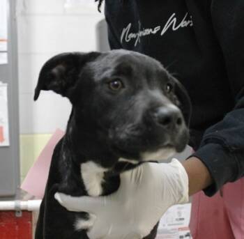 Rescue Terrier and Mixed Breed Dogs for Adoption in Picayune, Mississippi - Leroy | PetCurious