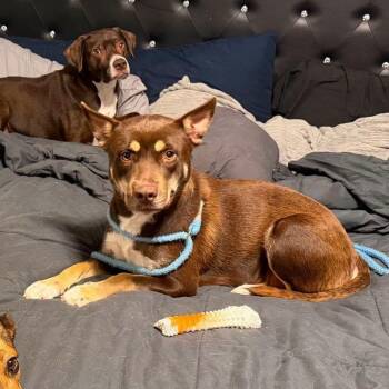 Cherry -  Australian Kelpie and Mixed Breed Dog for Adoption in Buford, Georgia - Cherry | PetCurious