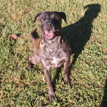 Cowrie -  Mixed Breed Dog for Adoption in Greenville, South Carolina - Cowrie | PetCurious