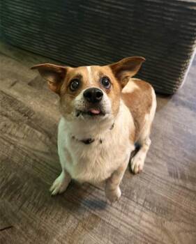 Toby -  Corgi Dog for Adoption - Toby | PetCurious