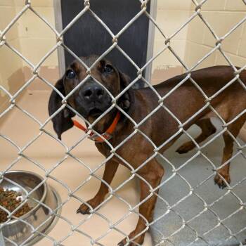 Tulip -  Beagle Dog for Adoption in Fairfax Station, Virginia - Tulip | PetCurious