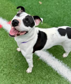 Maizie "HERE IN NH" -  Mixed Breed Dog for Adoption in Northwood, New Hampshire - Maizie "HERE IN NH" | PetCurious