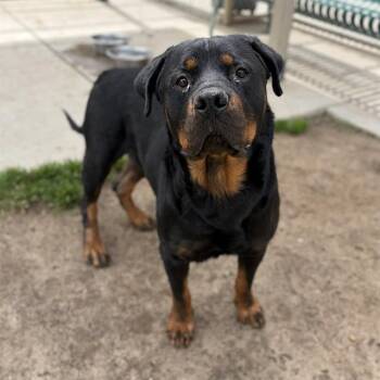 Rottweiler Dogs Available for Adoption - A608758 | PetCurious