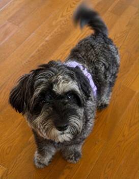 Schnauzer and Poodle Dogs Available for Adoption in Ellijay, Georgia - Erin | PetCurious