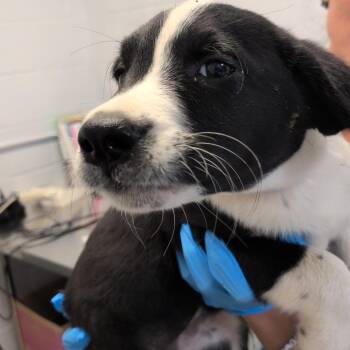Apple Cider -  Labrador Retriever and Collie Dog for Adoption in Hattiesburg, Mississippi - Apple Cider | PetCurious