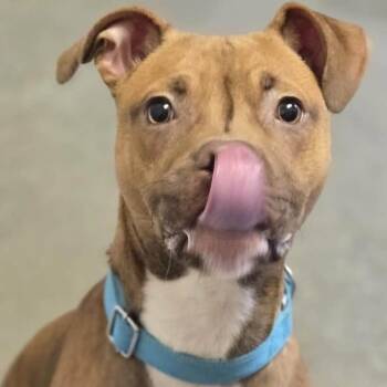Peanut -  Pit Bull Terrier Dog for Adoption in Pittsford, Vermont - Peanut | PetCurious