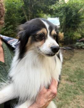 Nico -  Pomeranian and Papillon Dog for Adoption in Puyallup, Washington - Nico | PetCurious