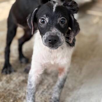 Ari -  Australian Cattle Dog Blue Heeler and Mixed Breed Dog Available for Adoption in Laredo, Texas - Ari | PetCurious
