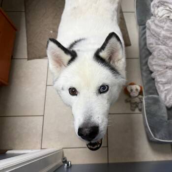 Nieves -  Husky Dog for Adoption in Patchogue, New York - Nieves | PetCurious
