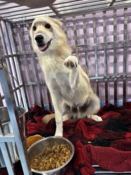 61496684 -  Siberian Husky and Mixed Breed Dog for Adoption in El Paso, Texas - 61496684 | PetCurious