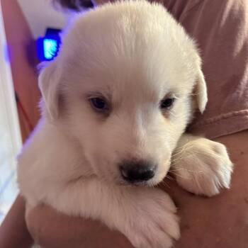 Great Pyrenees and Mixed Breed Dogs Available for Adoption in Huntsville, Alabama - January | PetCurious