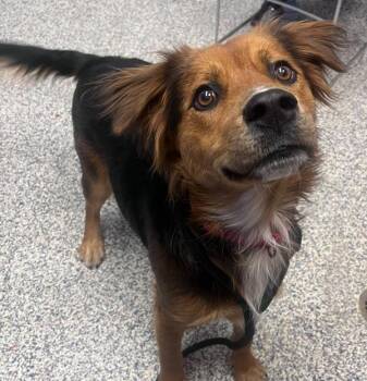 Myles -  Australian Shepherd Dog for Adoption in Golden, Colorado - Myles | PetCurious
