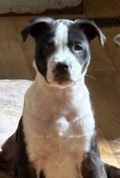 Magawa -  Mixed Breed Dog for Adoption in Raleigh, North Carolina - Magawa | PetCurious