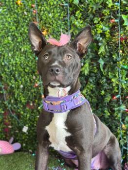 Maya-One of our Amazing Rescue Dogs -  American Staffordshire Terrier and Black Labrador Retriever Dog for Adoption in Carlsbad, California - Maya-One Of Our Amazing Rescue Dogs | PetCurious
