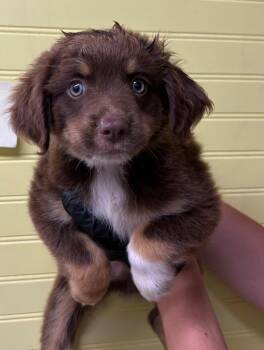 Oscar -  Australian Shepherd Dog for Adoption in Murray, Kentucky - Oscar | PetCurious