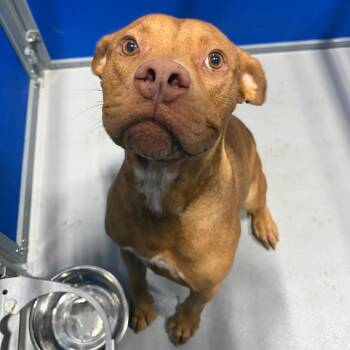 Reggie KCAC -  American Staffordshire Terrier Dog for Adoption in Kerrville, Texas - Reggie KCAC | PetCurious
