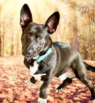 Bear Courtesy Listing -  Corgi Dog for Adoption in Westfield, New York - Bear Courtesy Listing | PetCurious
