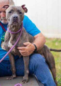 Corinthia -  Mixed Breed Dog for Adoption in Chamblee, Georgia - Corinthia | PetCurious