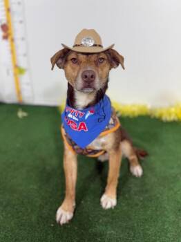 Beagle and Terrier Dogs Available for Adoption in Carlsbad, California - Miel | PetCurious