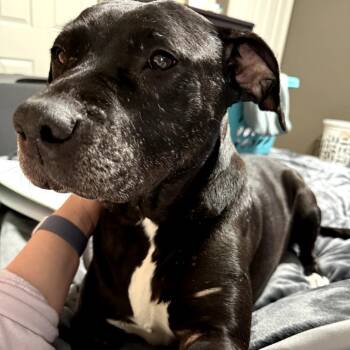 Olive -  Black Labrador Retriever and Mixed Breed Dog for Adoption in St. Peters, Missouri - Olive | PetCurious