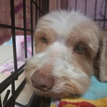 Lhasa Apso and Poodle Dogs Available for Adoption in Tucson, Arizona - Pinto | PetCurious