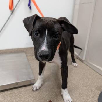 Pit Bull Terrier and Mixed Breed Dogs Available for Adoption - Borrego | PetCurious