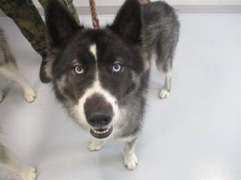 A389570 -  Siberian Husky Dog for Adoption in Ocala, Florida - A389570 | PetCurious