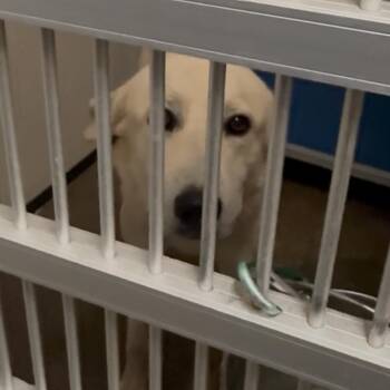 Sky -  Anatolian Shepherd Dog for Adoption in Lake Jackson, Texas - Sky | PetCurious