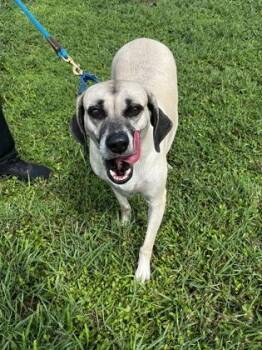 Hanna -  Mixed Breed Dog for Adoption in Vero Beach, Florida - Hanna | PetCurious