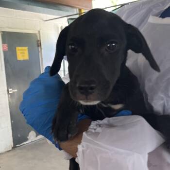 Mercedes-Benz -  Labrador Retriever and Mixed Breed Dog for Adoption in Edinburg, Texas - Mercedes-Benz | PetCurious