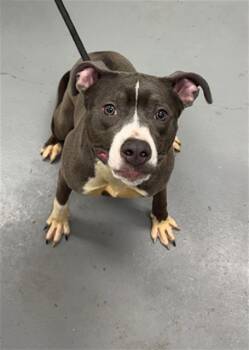 Pit Bull Terrier Dogs Available for Adoption in Peoria, Illinois - PASSION FRUIT | PetCurious