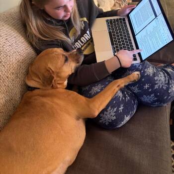 Amanda -  Boxer and Mixed Breed Dog for Adoption in Washington, District Of Columbia - Amanda | PetCurious