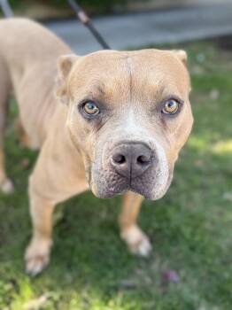 Kyra -  Staffordshire Bull Terrier Dog for Adoption in Santa Monica, California - Kyra | PetCurious