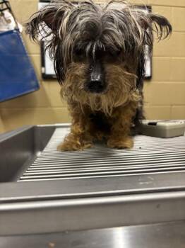 Yorkshire Terrier Dogs Available for Adoption in Douglasville, Georgia - Lola Gaidry | PetCurious