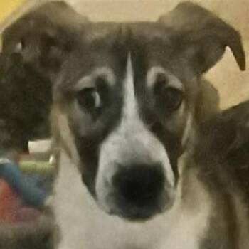 Hawk -  Husky Dog for Adoption in San Luis, Colorado - Hawk | PetCurious