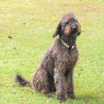 Bobo -  Poodle Dog for Adoption in Groveland, Massachusetts - Bobo | PetCurious