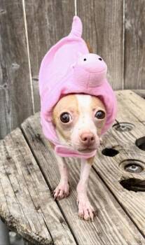 Chihuahua and Mixed Breed Dogs Available for Adoption in New Orleans, Louisiana - Jason Voorhies | PetCurious