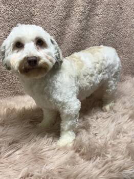 NIKKI -  Havanese Dog for Adoption in Rossford, Ohio - NIKKI | PetCurious