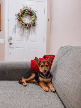 Lyla -  German Shepherd Dog Dog for Adoption in Goodyear, Arizona - Lyla | PetCurious