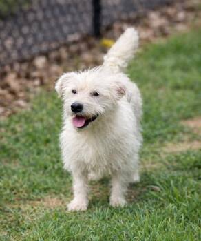 West Highland White Terrier Westie Dogs Available for Adoption in Princeton, Massachusetts - Marco | PetCurious